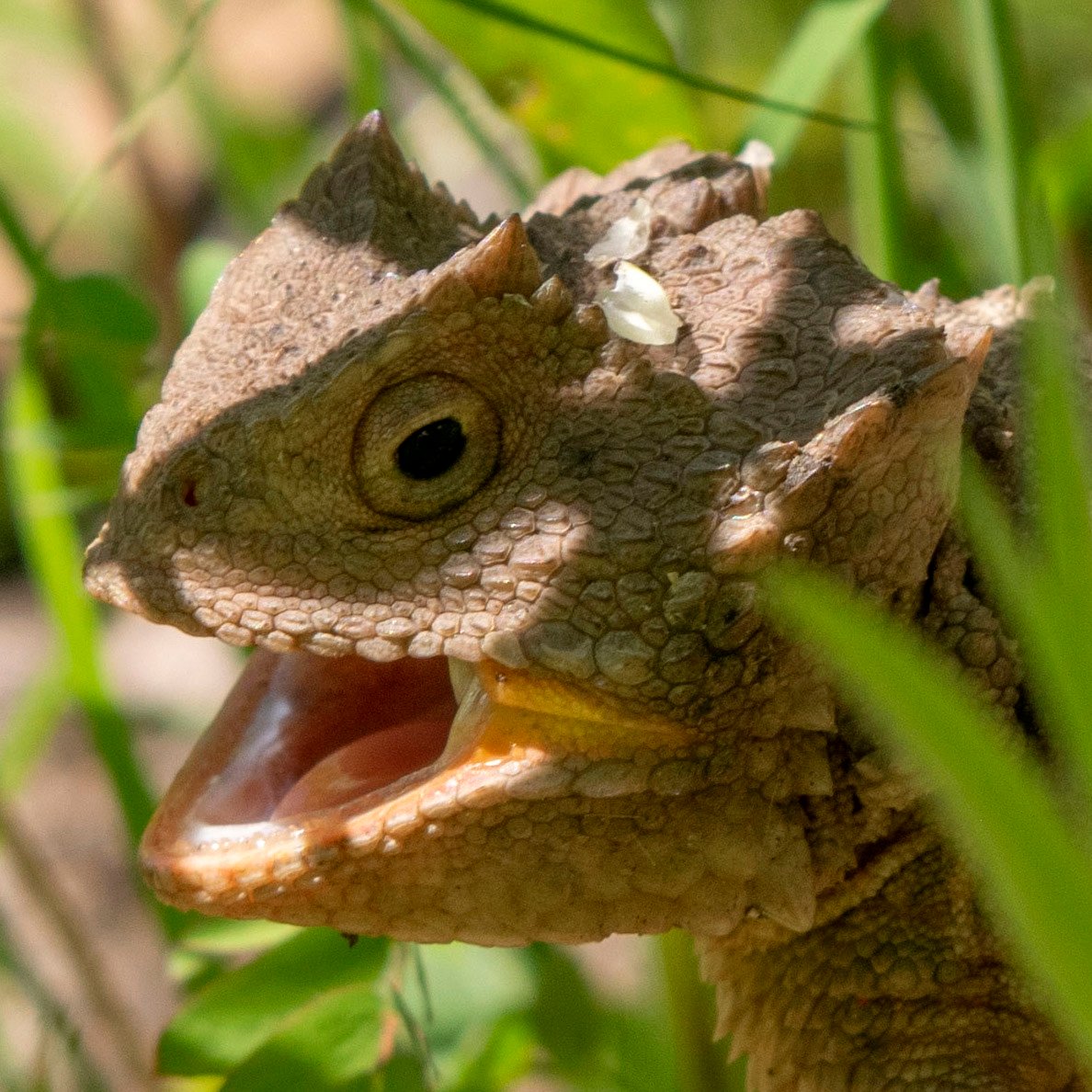 Horned Lizard-flora-fauna-square